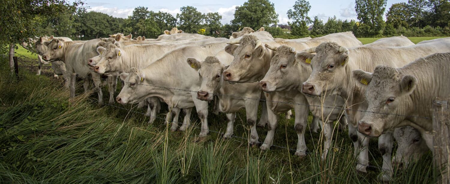 Rundveebedrijf Ossekop